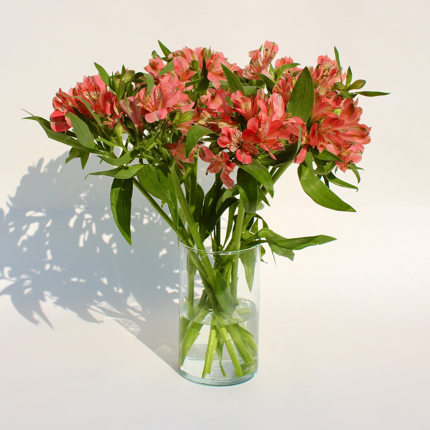 Alstroemeria